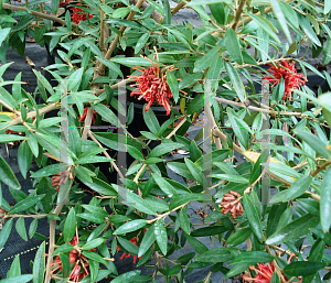 Picture of Grevillea victoriae 'Marshall's Seedling'