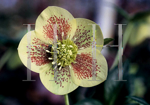Picture of Helleborus x 'Gold Finch'