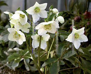 Picture of Helleborus x 'Snow Bunting'