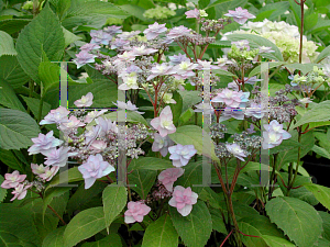 Picture of Hydrangea serrata 'Purple Tiers'