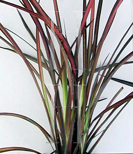 Picture of Phormium  'Pink Panther'