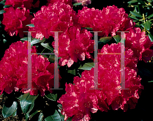 Picture of Rhododendron (subgenus Rhododendron) 'Astrid'