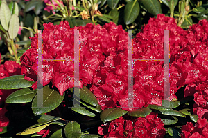 Picture of Rhododendron (subgenus Rhododendron) 'Buzuki'
