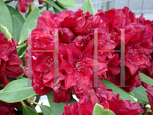 Picture of Rhododendron x 'Double Besse'