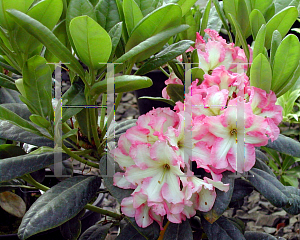 Picture of Rhododendron x 'Melrose Flash'
