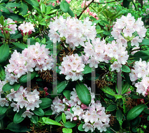 Picture of Rhododendron x 'Pekka'