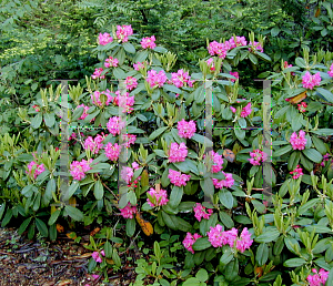 Picture of Rhododendron x 'Raisa'