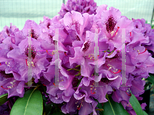 Picture of Rhododendron x 'Tapestry'