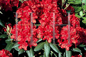 Picture of Rhododendron x 'Trocadero'