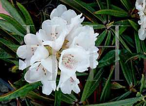 Picture of Rhododendron roxieanum 