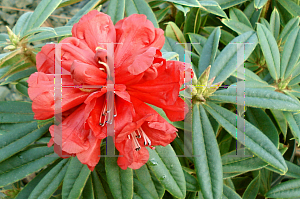 Picture of Rhododendron strigillosum 