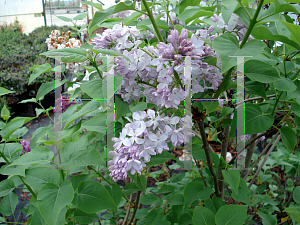 Picture of Syringa x 'Silver King'
