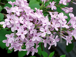 Picture of Syringa x chinensis 'Lilac Sunday'