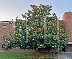 Picture of Magnolia grandiflora 