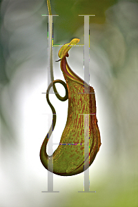 Picture of Nepenthes spp. 