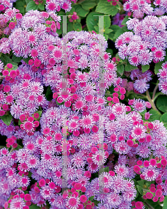 Picture of Ageratum x 'Agbic (Artist Blue Violet)'