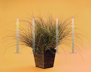 Picture of Carex flagellifera 'Graceful Grasses (Toffee Twist)'