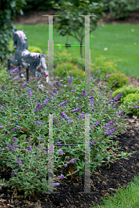 Picture of Buddleia  'Lo & Behold Blue Chip'