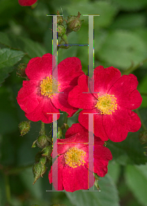 Picture of Rosa  'ZleMatinCipar (Oso Happy  Candy Oh!)'