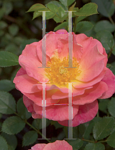 Picture of Rosa  'Hormeteorie (Oso Easy Strawberry Crush)'