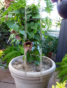 Picture of Aristolochia gigantea 