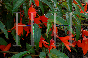 Picture of Begonia  'Innbolora (Mandalay Mandarin)'