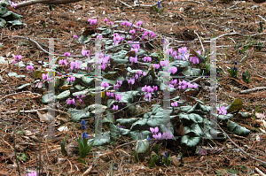 Picture of Cyclamen coum 