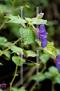 Picture of Impatiens namchabarwensis 