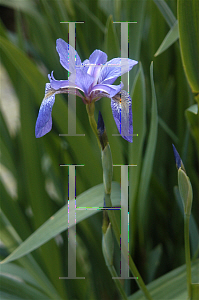 Picture of Iris prismatica 