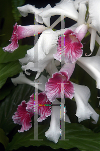 Picture of X Laeliocattleya  