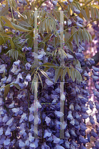 Picture of Wisteria floribunda 