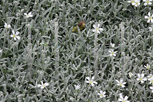 Picture of Cerastium tomentosum 