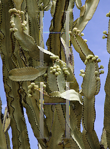 Picture of Euphorbia tetragona 