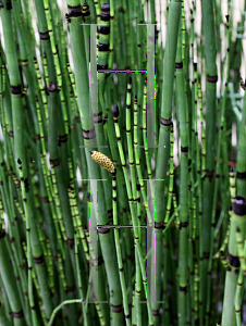 Picture of Equisetum hyemale 