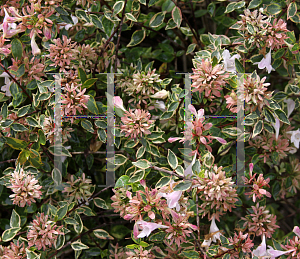 Picture of Abelia x grandiflora 'Abelops (Sunshine Daydream)'