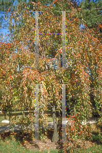 Picture of Prunus x yedoensis 'Purpendens'