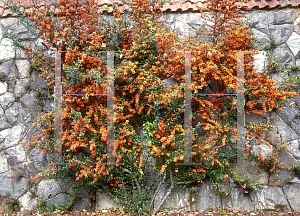 Picture of Pyracantha coccinea 
