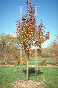 Picture of Pyrus calleryana 'Cleprizam'