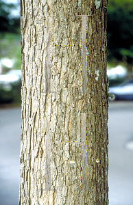 Picture of Quercus austrina 