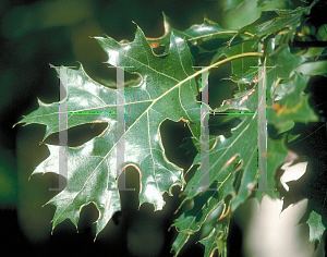 Picture of Quercus ellipsoidalis 