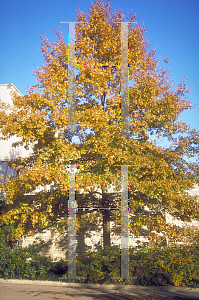 Picture of Quercus ellipsoidalis 