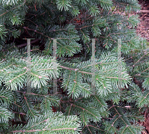 Picture of Abies sachalinensis 