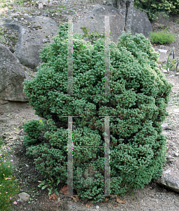 Picture of Chamaecyparis thyoides 'Rubicon'