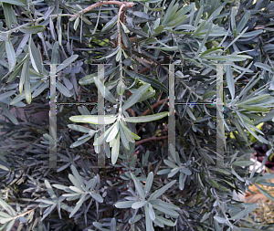 Picture of Podocarpus elongatus 'Monmal (Icee Blue)'