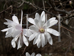 Picture of Magnolia stellata 'Waterlily'
