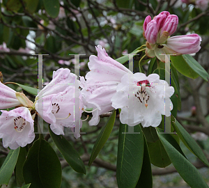 Picture of Rhododendron oreodoxa var. fargesii 