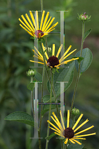 Picture of Rudbeckia subtomentosa 'Henry Eilers'