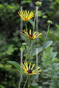 Picture of Rudbeckia subtomentosa 'Henry Eilers'