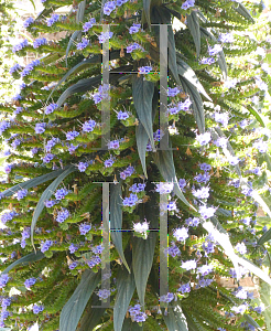 Picture of Echium pininana 'Blue Steeple'