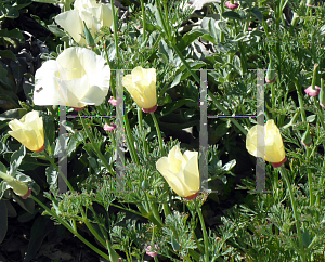 Picture of Eschscholzia californica 'Alba'